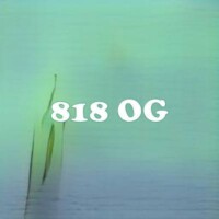 818 OG strain