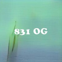 831 OG strain