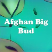Afghan Big Bud strain