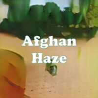 Afghan Haze strain