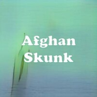 Afghan Skunk strain