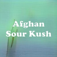 Afghan Sour Kush strain