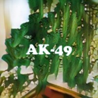 AK-49 strain