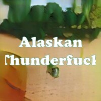 Alaskan Thunderfuck strain
