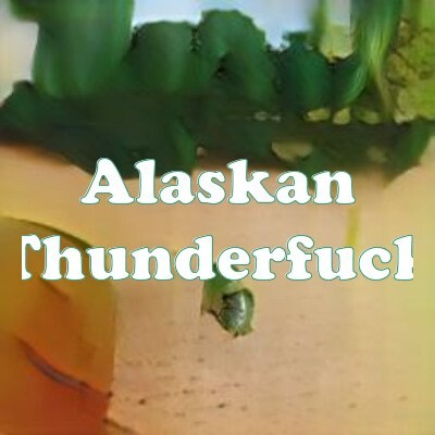 Alaskan Thunderfuck strain