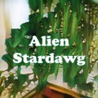 Alien Stardawg strain