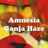 Amnesia Ganja Haze strain