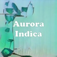 Aurora Indica strain