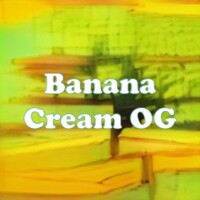 Banana Cream OG strain