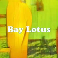 Bay Lotus strain