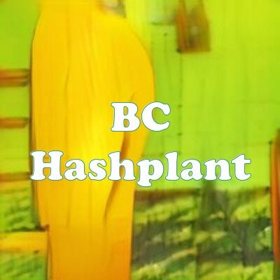 BC Hashplant strain