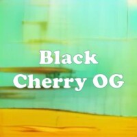 Black Cherry OG strain