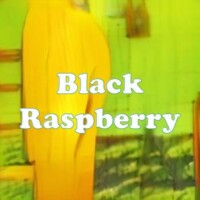 Black Raspberry strain