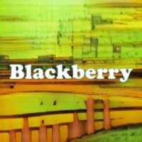 Blackberry strain