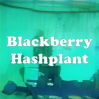 Blackberry Hashplant strain