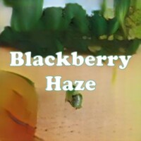 Blackberry Haze strain