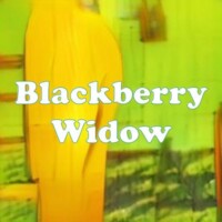 Blackberry Widow strain