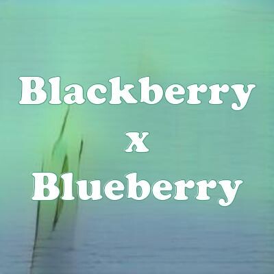 Blackberry x Blueberry strain