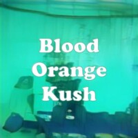 Blood Orange Kush strain