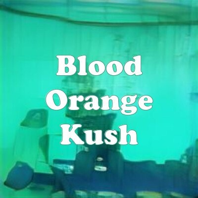 Blood Orange Kush strain