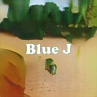 Blue J strain