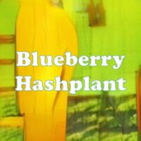 Blueberry Hashplant strain