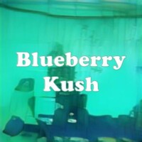 Blueberry Kush strain
