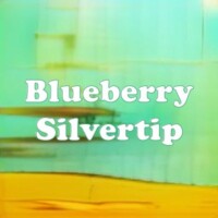 Blueberry Silvertip strain