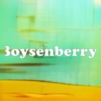Boysenberry  strain