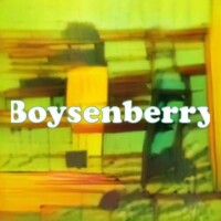 Boysenberry strain