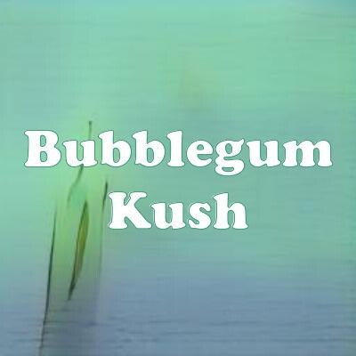 Bubblegum Kush strain