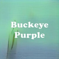 Buckeye Purple strain