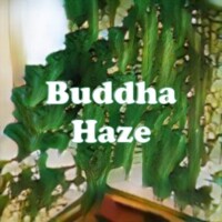 Buddha Haze strain