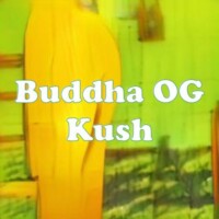 Buddha OG Kush strain