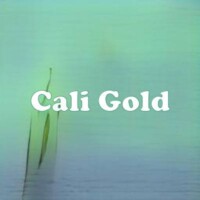 Cali Gold strain