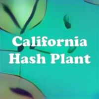 California Hash Plant strain