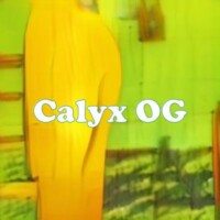 Calyx OG strain