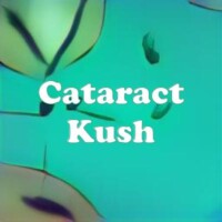 Cataract Kush strain