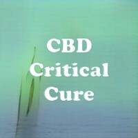 CBD Critical Cure strain