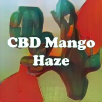 CBD Mango Haze strain