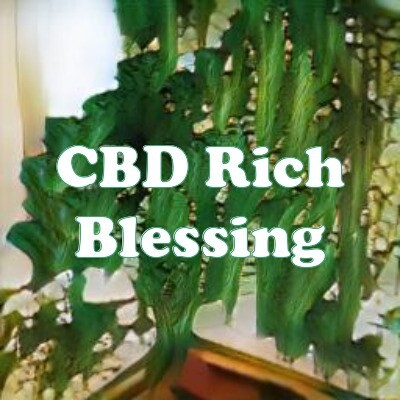 CBD Rich Blessing strain