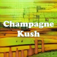 Champagne Kush strain