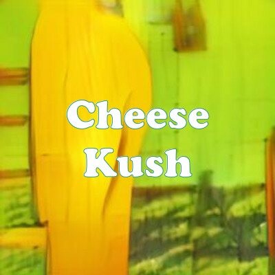Cheese Kush strain