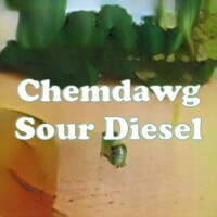 Chemdawg Sour Diesel strain