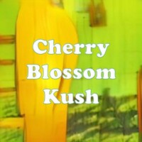Cherry Blossom Kush strain