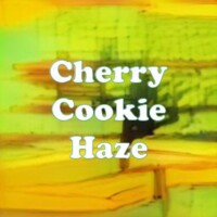 Cherry Cookie Haze strain