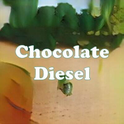 Chocolate Diesel strain