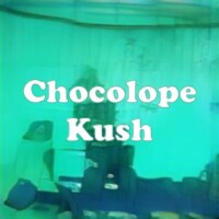 Chocolope Kush strain