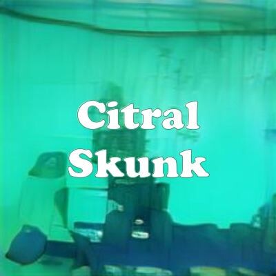 Citral Skunk strain