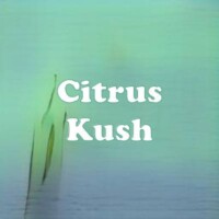 Citrus Kush strain